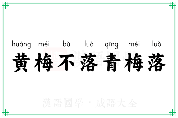 黄梅不落青梅落 黄梅不落青梅落