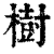 樹(印刷字体·清·康熙字典)