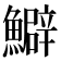 𩼎
