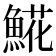 𩸽