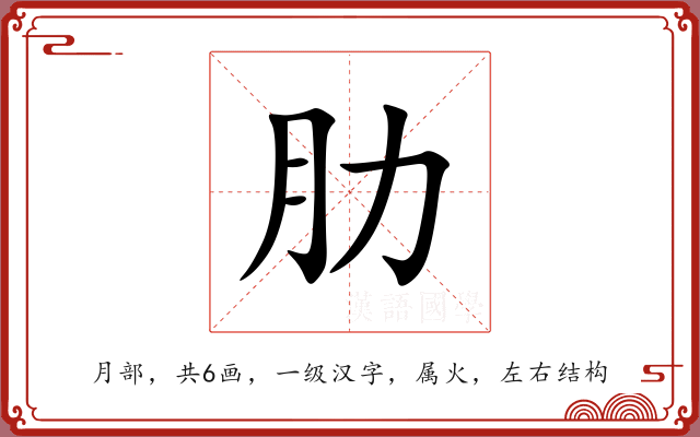 肋 肋