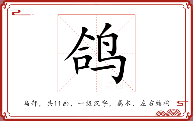 鸽